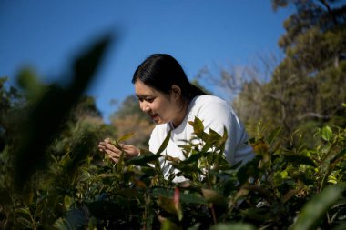 Taze yeşil çay hasadı üzerine kurulu iş konsepti organik çiftliği yeşil bahçeli sağlıklı bitki ağacı yapraklı eko bitkisel çiftçi yaprağı bulanık bitki örtüsü doğal bitkisel bitki örtüsü