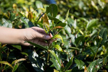 Taze yeşil çay hasadı üzerine kurulu iş konsepti organik çiftliği yeşil bahçeli sağlıklı bitki ağacı yapraklı eko bitkisel çiftçi yaprağı bulanık bitki örtüsü doğal bitkisel bitki örtüsü
