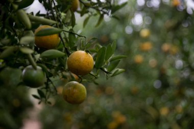 Ticari tarım portakal kavramı doğa meyve narenciye meyve bahçesi mandarin ağacı, canlı organik gür yapraklar arka planda çiftçi yeşil bahçe yaprağı olgun dallar bitki çiftçilik büyümesi yakın.