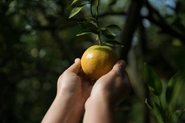 Olgun turuncu tarım kavramı çiftçi, meyve narenciyesi meyve bahçesi mandarin ağacı yetişen organik yapraklar, arka planda yeşil canlı bahçe yaprağı yaprakları, bitki örtüsü, yakın büyüme dalları.