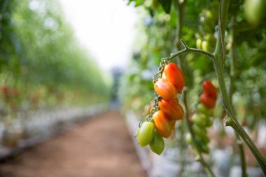 Akıllı tarım teknikleri hidroponik salata teknolojisi domates kırmızısı yeşil taze sürdürülebilir tarım sağlama sağlıklı beslenme desteği yerel çiftçiler gmo olmayan