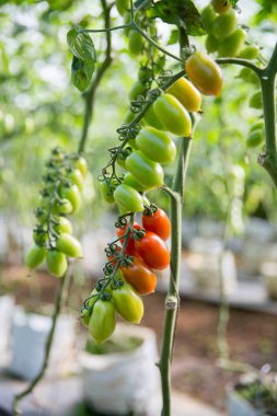 Akıllı tarım teknikleri hidroponik salata teknolojisi domates kırmızısı yeşil taze sürdürülebilir tarım sağlama sağlıklı beslenme desteği yerel çiftçiler gmo olmayan