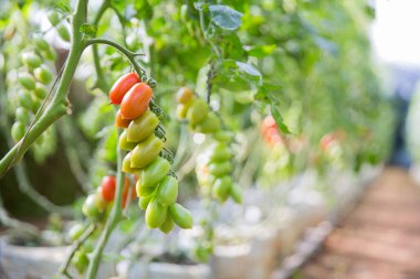 Akıllı tarım teknikleri hidroponik salata teknolojisi domates kırmızısı yeşil taze sürdürülebilir tarım sağlama sağlıklı beslenme desteği yerel çiftçiler gmo olmayan