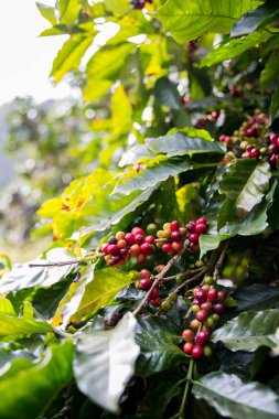 Çiftçi konsepti olgunlaşmış kahve tohumu robusta arabica üzümü. Taze yeşil yapraklı fasulye. Turuncu ekin sarı böğürtlen.