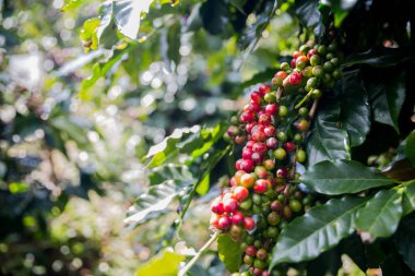 Çiftçi konsepti olgunlaşmış kahve tohumu robusta arabica üzümü. Taze yeşil yapraklı fasulye. Turuncu ekin sarı böğürtlen.
