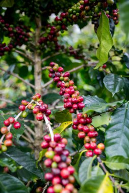Çiftçi konsepti olgunlaşmış kahve tohumu robusta arabica üzümü. Taze yeşil yapraklı fasulye. Turuncu ekin sarı böğürtlen.