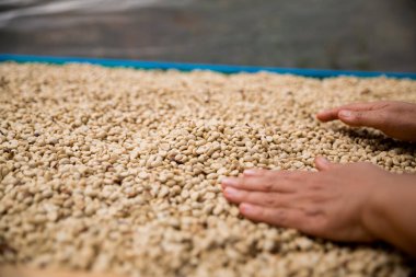 Çiftçi konsepti. Olgun kahve tohumu. Robusta arabica üzümü. Taze yeşil yaprak çekirdeği.