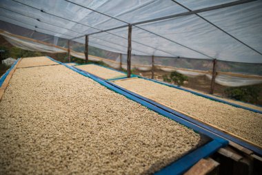 Çiftçi konsepti olgunlaşmış kahve tohumu robusta arabica üzümü. Taze yeşil yapraklı fasulye. Turuncu ekin sarı böğürtlen.