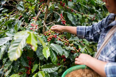 Çiftçi konsepti. Olgun kahve tohumu. Robusta arabica üzümü. Taze yeşil yaprak çekirdeği.