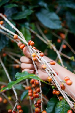 Çiftçi konsepti. Olgun kahve tohumu. Robusta arabica üzümü. Taze yeşil yaprak çekirdeği.