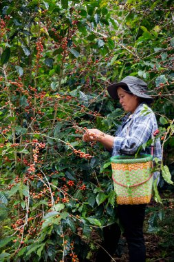 Çiftçi konsepti. Olgun kahve tohumu. Robusta arabica üzümü. Taze yeşil yaprak çekirdeği.