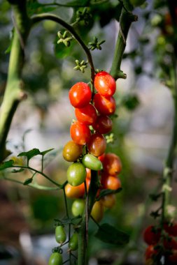 Akıllı tarım teknikleri hidroponik salata teknolojisi domates kırmızısı yeşil taze sürdürülebilir tarım sağlama sağlıklı beslenme desteği yerel çiftçiler gmo olmayan