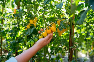 Akıllı tarım teknikleri hidroponik salata sebze iş teknolojisi Taze sürdürülebilir çiftçi el yapımı çiftçi el yapımı Gmo olmayan domates kırmızı yeşil tarım yaşam desteğini teşvik eder