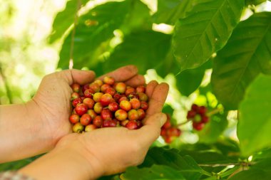 Yakın el hasadı kırmızı kahve tohumu robusta arabica üzümü, kahve çiftliği hasadı. Eller kahve hasadı yapar. Kırmızı böğürtlen eker. Yeşil eko organik çiftlikte taze tohum ağacı yetişir.