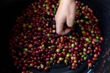 Yakın el hasadı kırmızı kahve tohumu robusta arabica üzümü, kahve çiftliği hasadı. Eller kahve hasadı yapar. Kırmızı böğürtlen eker. Yeşil eko organik çiftlikte taze tohum ağacı yetişir.