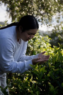 Taze yeşil çay hasadı üzerine kurulu iş konsepti organik çiftliği yeşil bahçeli sağlıklı bitki ağacı yapraklı eko bitkisel çiftçi yaprağı bulanık bitki örtüsü doğal bitkisel bitki örtüsü