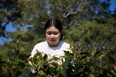 Taze yeşil çay hasadı üzerine kurulu iş konsepti organik çiftliği yeşil bahçeli sağlıklı bitki ağacı yapraklı eko bitkisel çiftçi yaprağı bulanık bitki örtüsü doğal bitkisel bitki örtüsü