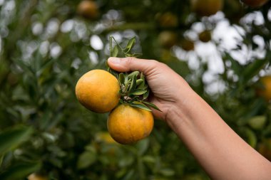 Olgun turuncu tarım kavramı çiftçi, meyve narenciyesi meyve bahçesi mandarin ağacı yetişen organik yapraklar, arka planda yeşil canlı bahçe yaprağı yaprakları, bitki örtüsü, yakın büyüme dalları.
