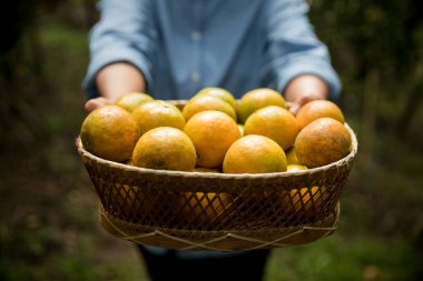Olgun turuncu tarım kavramı çiftçi, meyve narenciyesi meyve bahçesi mandarin ağacı yetişen organik yapraklar, arka planda yeşil canlı bahçe yaprağı yaprakları, bitki örtüsü, yakın büyüme dalları.