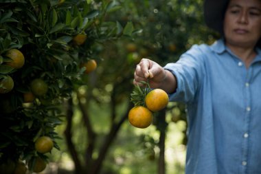 Olgun turuncu tarım kavramı çiftçi, meyve narenciyesi meyve bahçesi mandarin ağacı yetişen organik yapraklar, arka planda yeşil canlı bahçe yaprağı yaprakları, bitki örtüsü, yakın büyüme dalları.