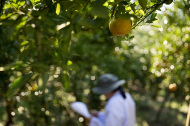 Olgun turuncu tarım kavramı çiftçi, meyve narenciyesi meyve bahçesi mandarin ağacı yetişen organik yapraklar, arka planda yeşil canlı bahçe yaprağı yaprakları, bitki örtüsü, yakın büyüme dalları.