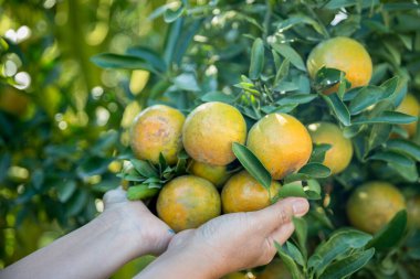 Olgun turuncu tarım kavramı çiftçi, meyve narenciyesi meyve bahçesi mandarin ağacı yetişen organik yapraklar, arka planda yeşil canlı bahçe yaprağı yaprakları, bitki örtüsü, yakın büyüme dalları.