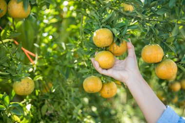 Olgun turuncu tarım kavramı çiftçi, meyve narenciyesi meyve bahçesi mandarin ağacı yetişen organik yapraklar, arka planda yeşil canlı bahçe yaprağı yaprakları, bitki örtüsü, yakın büyüme dalları.