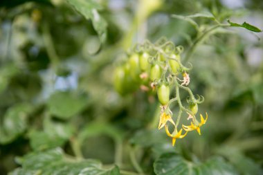 Akıllı tarım teknikleri hidroponik salata teknolojisi domates kırmızısı yeşil taze sürdürülebilir tarım sağlama sağlıklı beslenme desteği yerel çiftçiler gmo olmayan