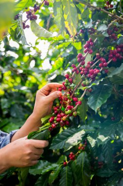 Çiftçi konsepti olgunlaşmış kahve tohumu robusta arabica üzümü. Taze yeşil yapraklı fasulye. Turuncu ekin sarı böğürtlen.