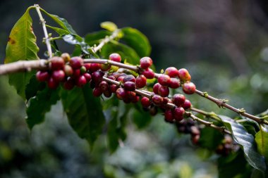 Çiftçi konsepti olgunlaşmış kahve tohumu robusta arabica üzümü. Taze yeşil yapraklı fasulye. Turuncu ekin sarı böğürtlen.