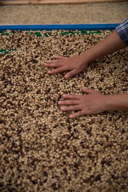 Çiftçi konsepti. Olgun kahve tohumu. Robusta arabica üzümü. Taze yeşil yaprak çekirdeği.