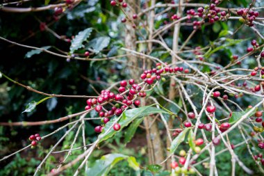 Çiftçi konsepti olgunlaşmış kahve tohumu robusta arabica üzümü. Taze yeşil yapraklı fasulye. Turuncu ekin sarı böğürtlen.