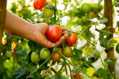 Akıllı tarım teknikleri hidroponik salata sebze iş teknolojisi Taze sürdürülebilir çiftçi el yapımı çiftçi el yapımı Gmo olmayan domates kırmızı yeşil tarım yaşam desteğini teşvik eder