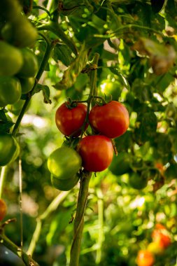 Akıllı tarım teknikleri hidroponik salata teknolojisi domates kırmızısı yeşil taze sürdürülebilir tarım sağlama sağlıklı beslenme desteği yerel çiftçiler gmo olmayan