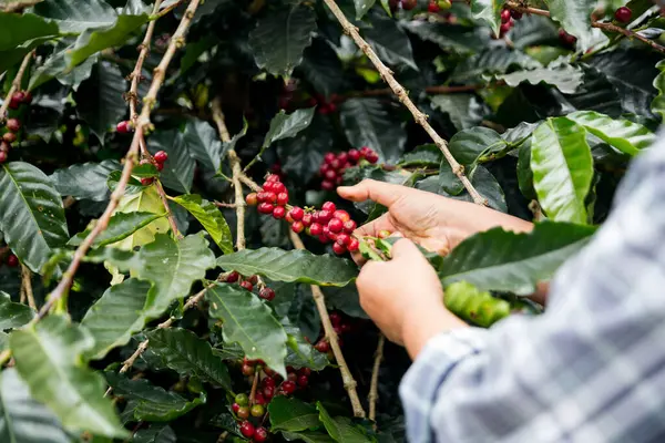 Çiftçi konsepti. Olgun kahve tohumu. Robusta arabica üzümü. Taze yeşil yaprak çekirdeği.