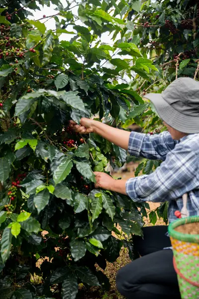 Çiftçi konsepti. Olgun kahve tohumu. Robusta arabica üzümü. Taze yeşil yaprak çekirdeği.