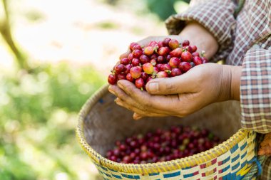 Yakın el hasadı kırmızı kahve tohumu robusta arabica üzümü, kahve çiftliği hasadı. Eller kahve hasadı yapar. Kırmızı böğürtlen eker. Yeşil eko organik çiftlikte taze tohum ağacı yetişir.