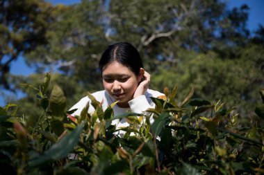 Taze yeşil çay hasadı üzerine kurulu iş konsepti organik çiftliği yeşil bahçeli sağlıklı bitki ağacı yapraklı eko bitkisel çiftçi yaprağı bulanık bitki örtüsü doğal bitkisel bitki örtüsü
