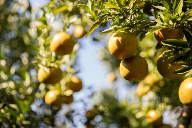 Olgun turuncu tarım kavramı çiftçi, meyve narenciyesi meyve bahçesi mandarin ağacı yetişen organik yapraklar, arka planda yeşil canlı bahçe yaprağı yaprakları, bitki örtüsü, yakın büyüme dalları.