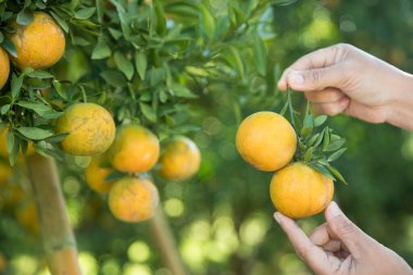 Olgun turuncu tarım kavramı çiftçi, meyve narenciyesi meyve bahçesi mandarin ağacı yetişen organik yapraklar, arka planda yeşil canlı bahçe yaprağı yaprakları, bitki örtüsü, yakın büyüme dalları.