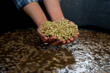 Çiftçi konsepti. Olgun kahve tohumu. Robusta arabica üzümü. Taze yeşil yaprak çekirdeği.