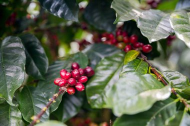 Çiftçi konsepti olgunlaşmış kahve tohumu robusta arabica üzümü. Taze yeşil yapraklı fasulye. Turuncu ekin sarı böğürtlen.
