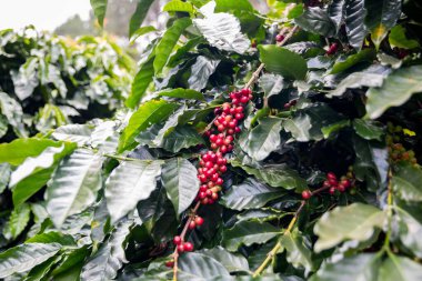 Çiftçi konsepti olgunlaşmış kahve tohumu robusta arabica üzümü. Taze yeşil yapraklı fasulye. Turuncu ekin sarı böğürtlen.
