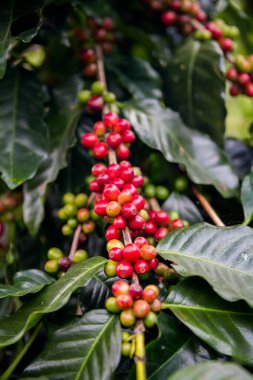 Çiftçi konsepti olgunlaşmış kahve tohumu robusta arabica üzümü. Taze yeşil yapraklı fasulye. Turuncu ekin sarı böğürtlen.
