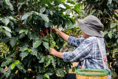 Çiftçi konsepti. Olgun kahve tohumu. Robusta arabica üzümü. Taze yeşil yaprak çekirdeği.