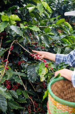 Çiftçi konsepti. Olgun kahve tohumu. Robusta arabica üzümü. Taze yeşil yaprak çekirdeği.