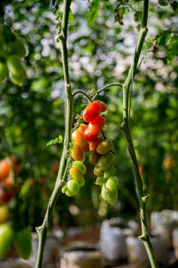 Akıllı tarım teknikleri hidroponik salata teknolojisi domates kırmızısı yeşil taze sürdürülebilir tarım sağlama sağlıklı beslenme desteği yerel çiftçiler gmo olmayan