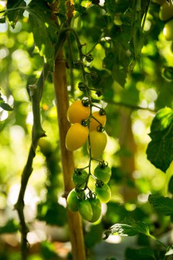 Akıllı tarım teknikleri hidroponik salata teknolojisi domates kırmızısı yeşil taze sürdürülebilir tarım sağlama sağlıklı beslenme desteği yerel çiftçiler gmo olmayan