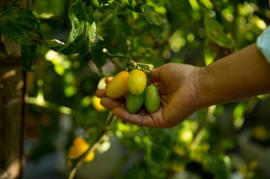 Akıllı tarım teknikleri hidroponik salata sebze iş teknolojisi Taze sürdürülebilir çiftçi el yapımı çiftçi el yapımı Gmo olmayan domates kırmızı yeşil tarım yaşam desteğini teşvik eder