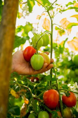 Akıllı tarım teknikleri hidroponik salata sebze iş teknolojisi Taze sürdürülebilir çiftçi el yapımı çiftçi el yapımı Gmo olmayan domates kırmızı yeşil tarım yaşam desteğini teşvik eder